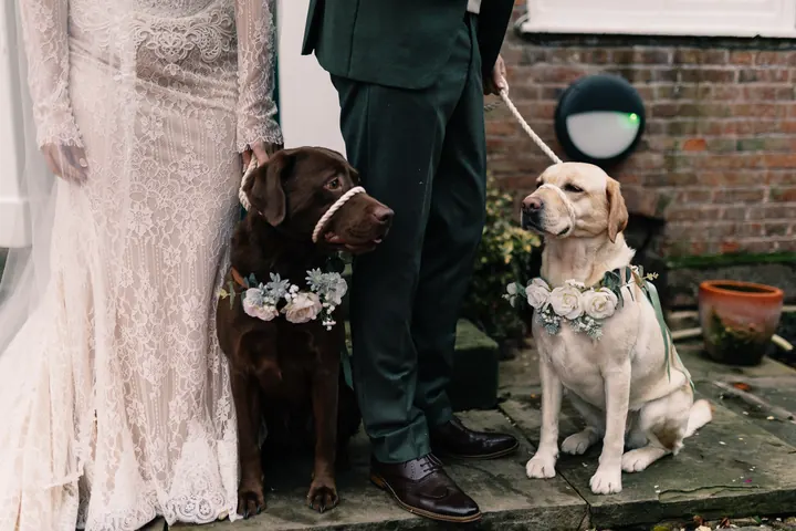 Two dogs in flower collars sitting with the couple